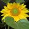 Sunflower head