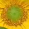  sunflower seed spiral close-up