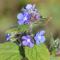 Photo of flower of green alkanet plant