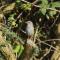 Photon of dunnock on branch