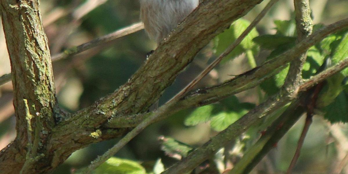 Photo of long-tailed tit