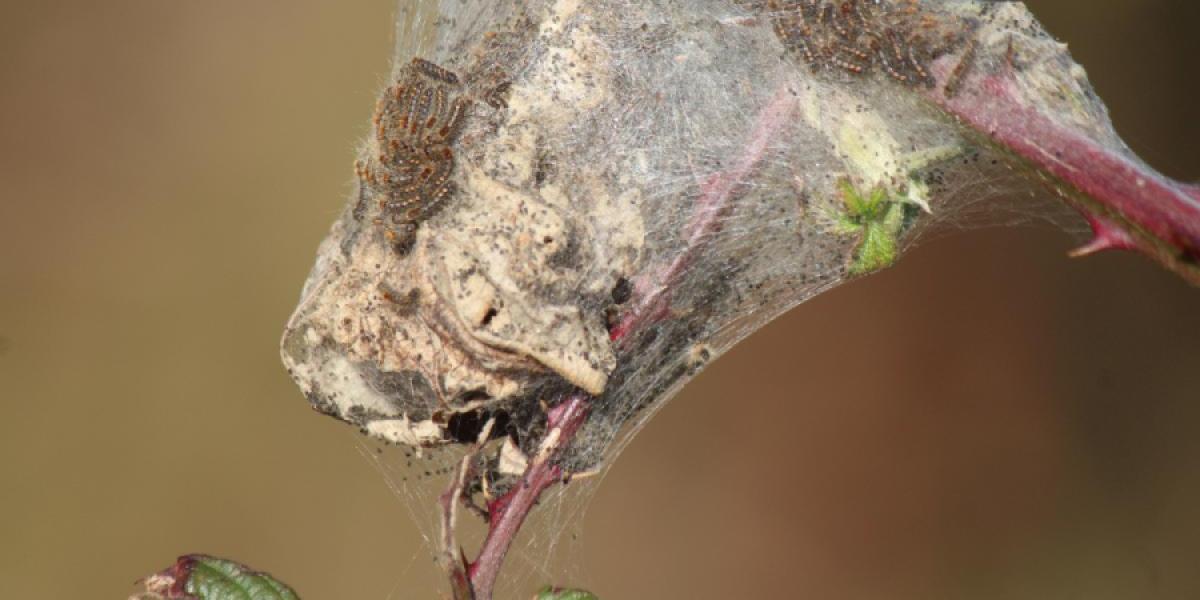 Photon of Brown-tailed moth larvae