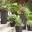 planter