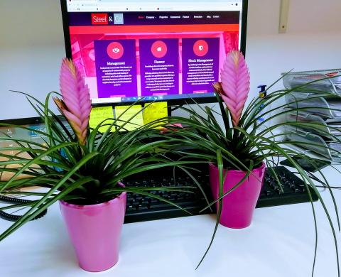  plant
