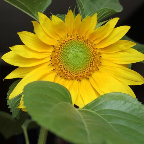 Sunflower head