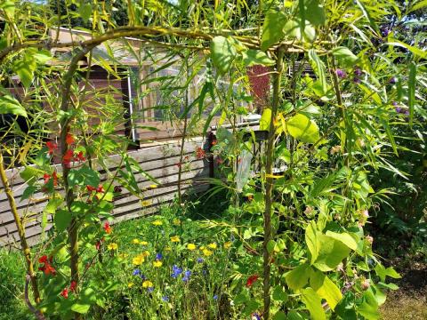  garden