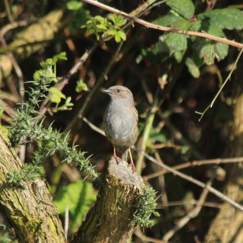 Photon of dunnock on branch