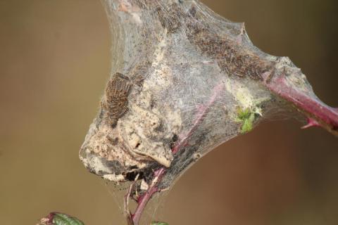 Photon of Brown-tailed moth larvae